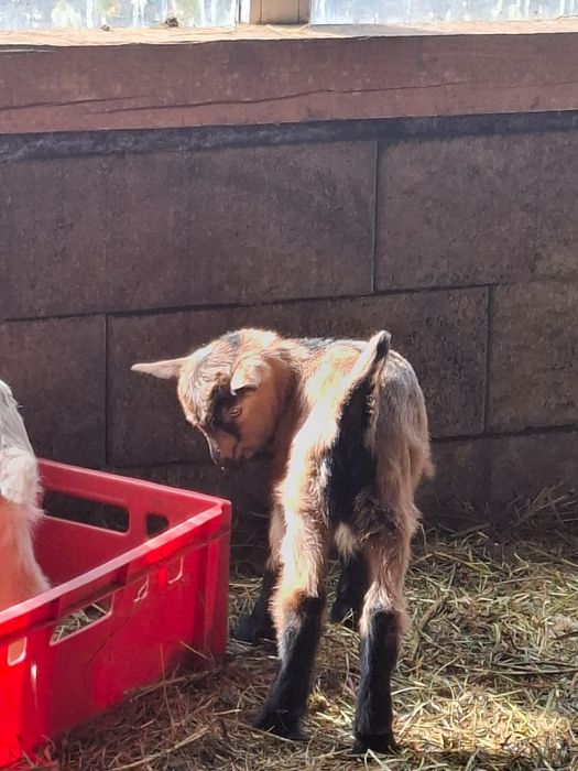 Vând iezi de crescut cu biberonul