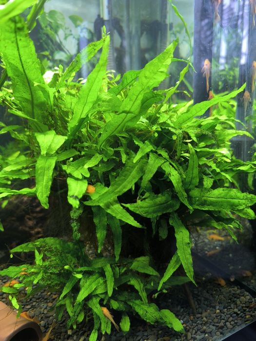 Тайландский папоротник на коряге