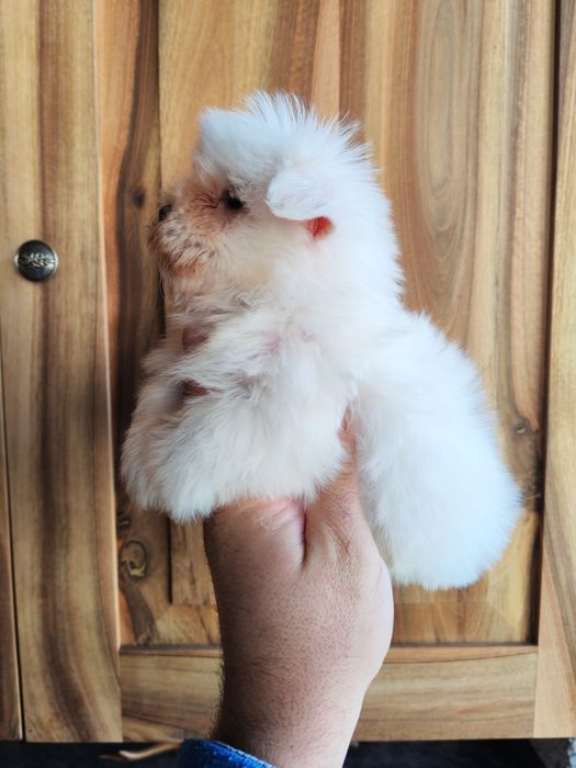 Fetita bichon maltez mini