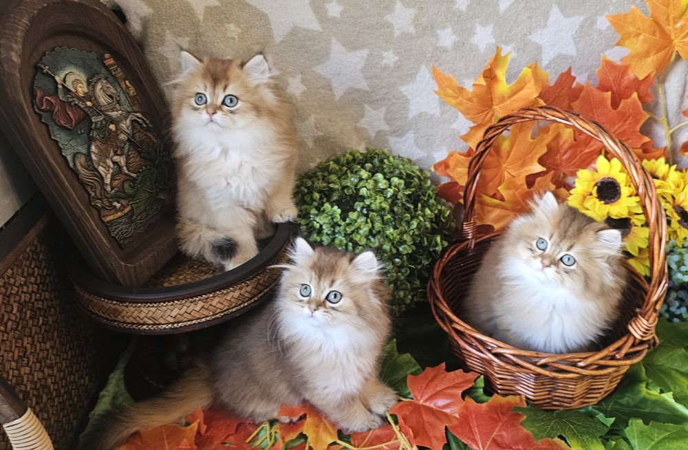 Британски дългокосмести котенца