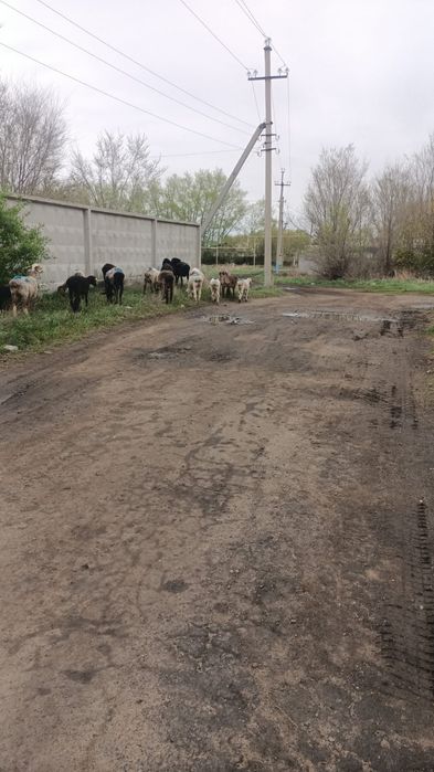 Продам овец с ягнятами