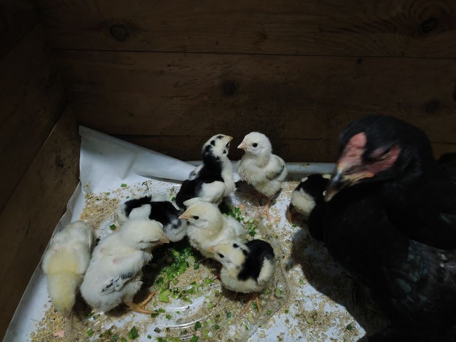 Бойцовый дакан балапандар сатылады