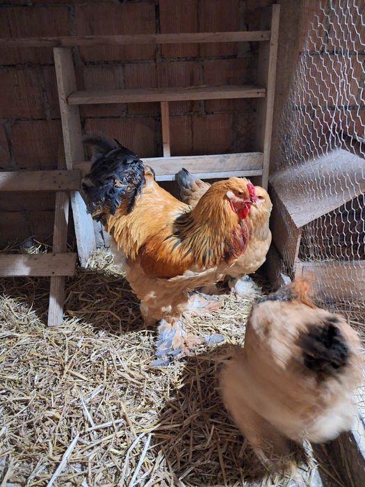 Oua brahma.diferite culori