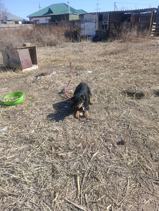 Ягдтерьер ургашы