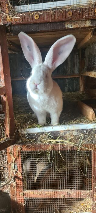 Vând iepuri Uriaș German alb