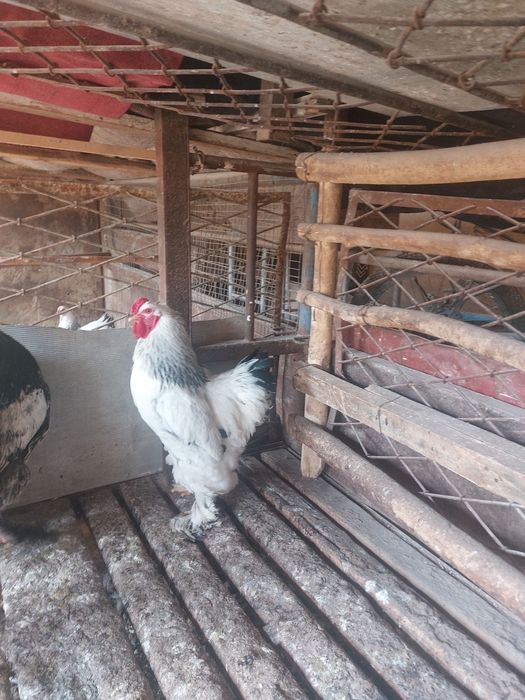 Черняевкада брама хўрозлар сотилади