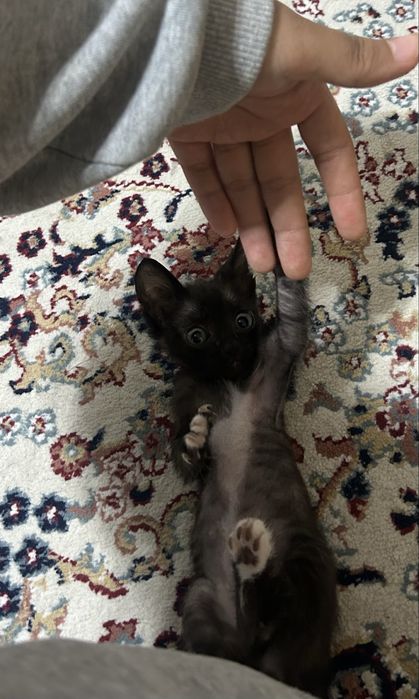 Котенок в добрые руки