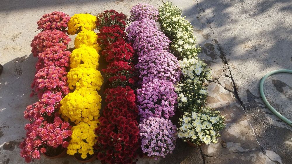 Globus , lavanda ko' chatlari sotuvda bor