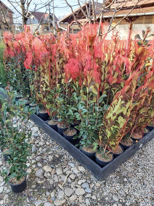 potinia red robin  la ghiveci 1.2 m