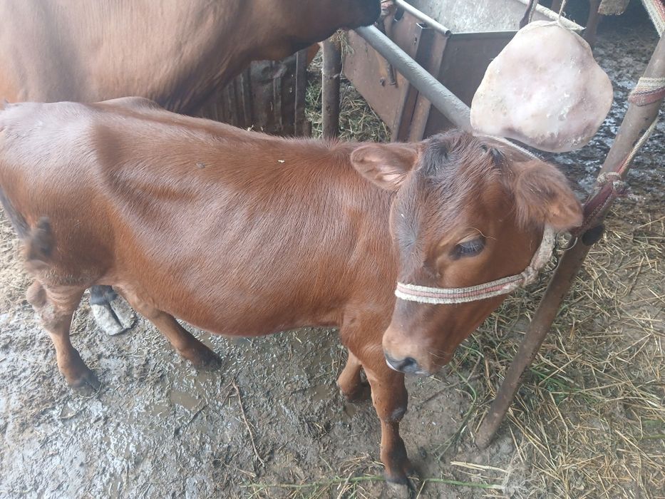Mol. Urg'ochi mol Ona bola