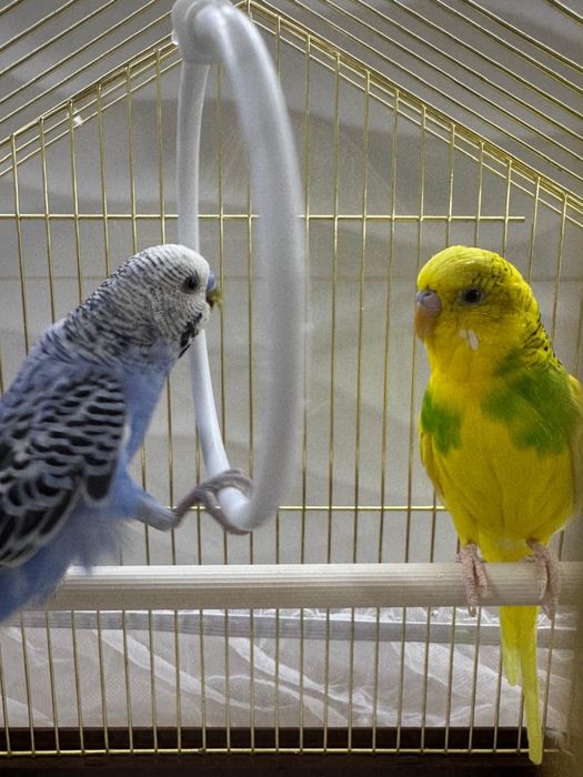 Попугай волныстые, продам