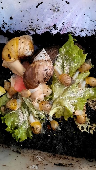 Дарю  ахатинок в хорошие руки