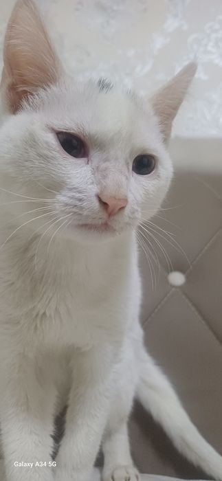 Котёнок турецкая