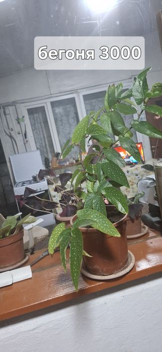 Продам комнатные растения