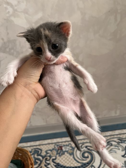 Котята домашние