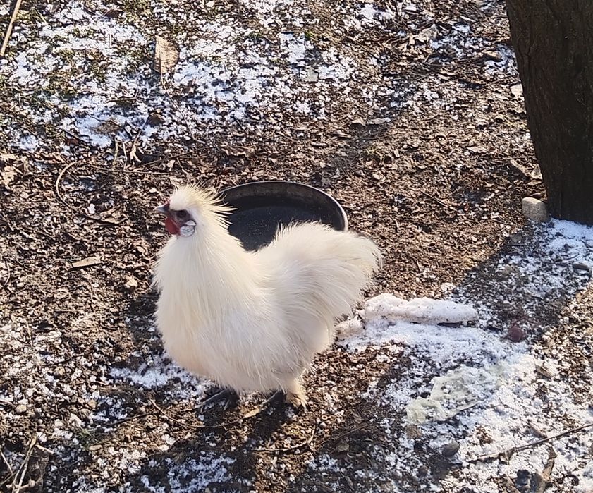 Schimb cocoș mătase japoneză