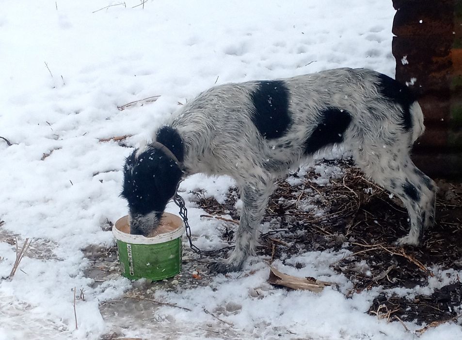 Дратхаары кобель и сука