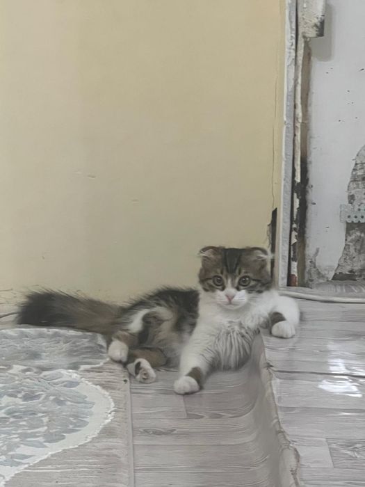 Котёнок,красивый