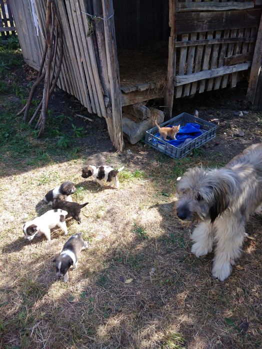 Donez catei ciobanesc
