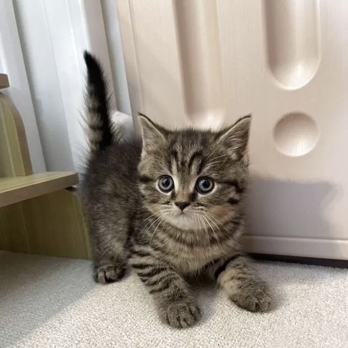 Британские котята
