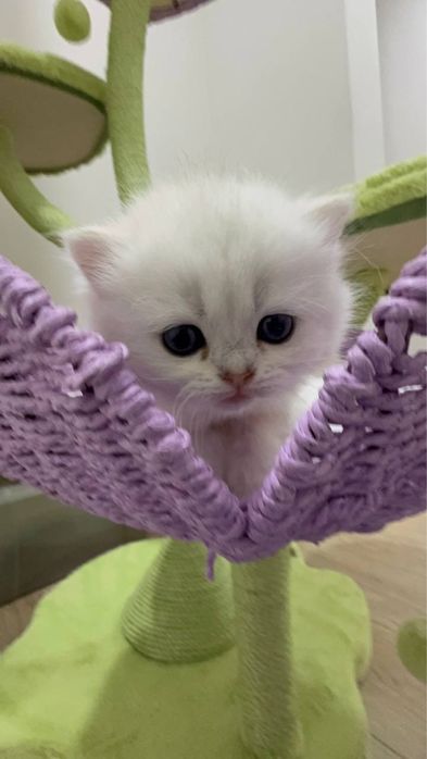 Шиншилла тозза зоттор. Кони този.