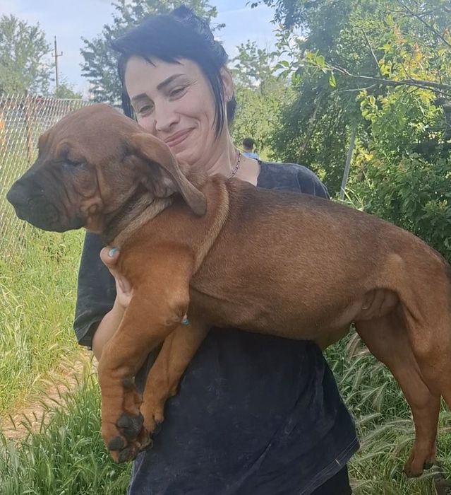 Mascul Tosa Innu