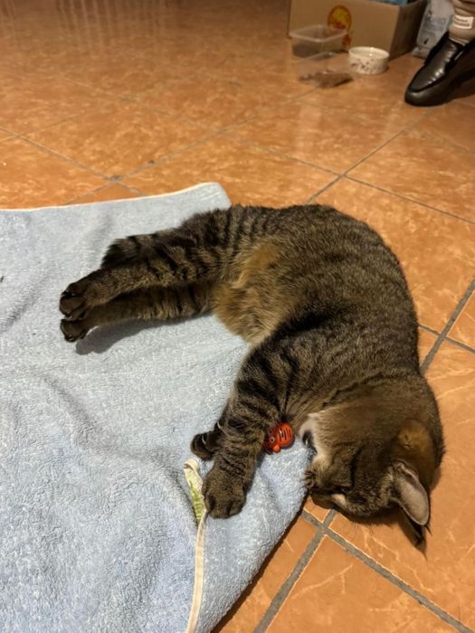 Пристраивается кошка в добрые руки