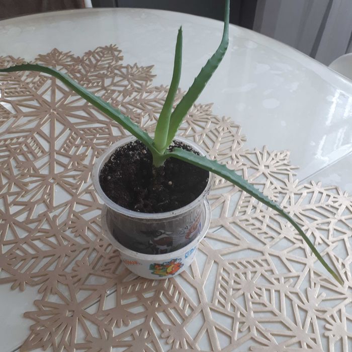 Комнатный цветок - Алоэ