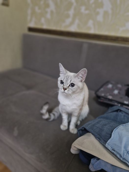 Кошечка. Шотландка.