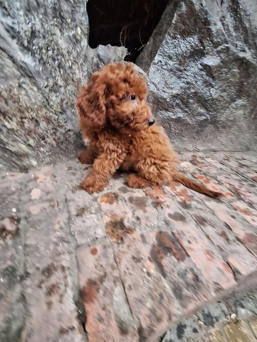 Pudel/Caniche mascul