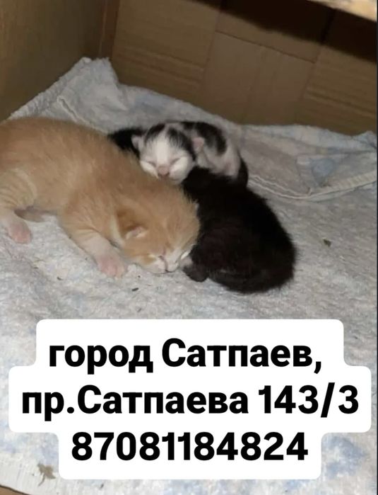 Котята на передержку с мамой