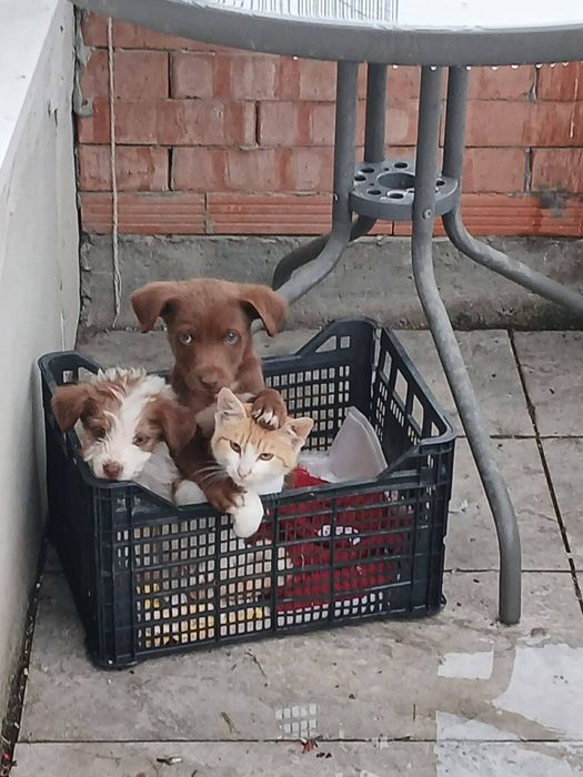 Donam cățeluși metiș