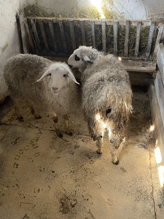 Семіз тоқтылар сатылады