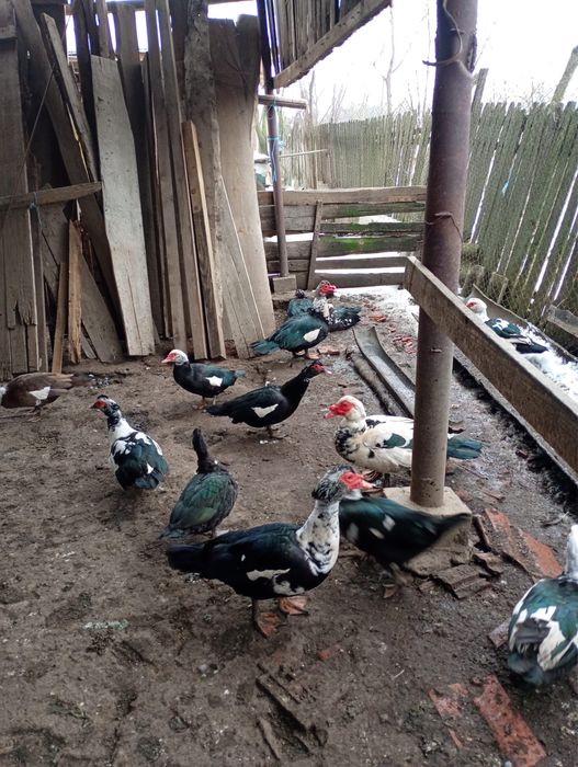 Vand Rate Leşeşti si Curcani