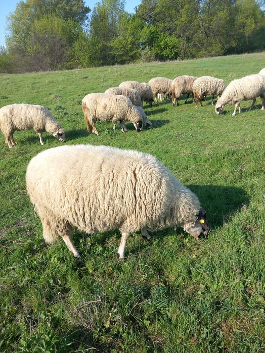 Селскостопански животни-овце