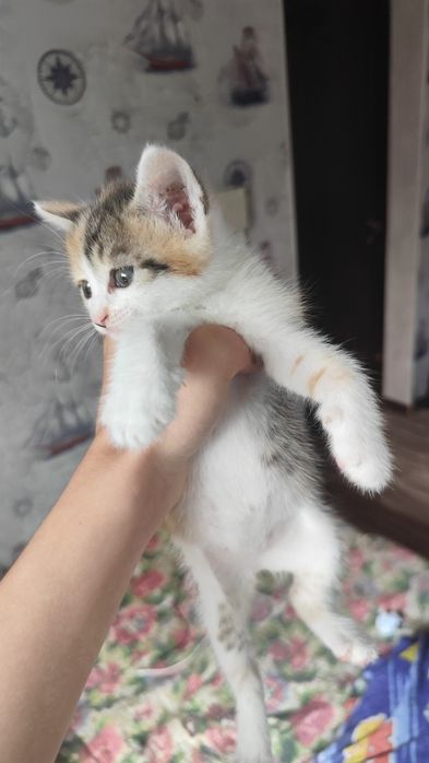 Котёнок, девочка