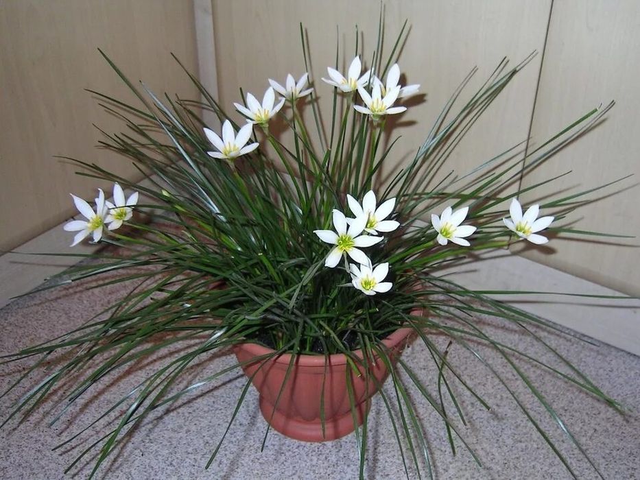 Зефирантес белый , луковицами