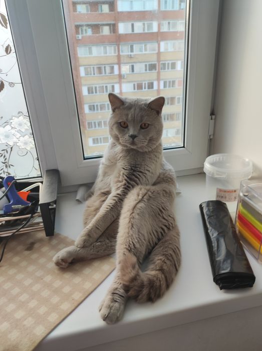 Вязка кот британец