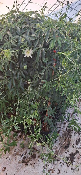 Пасифлора синя и бяла