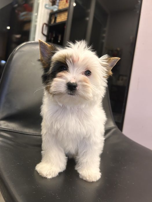 Biewer yorkie / Бивър