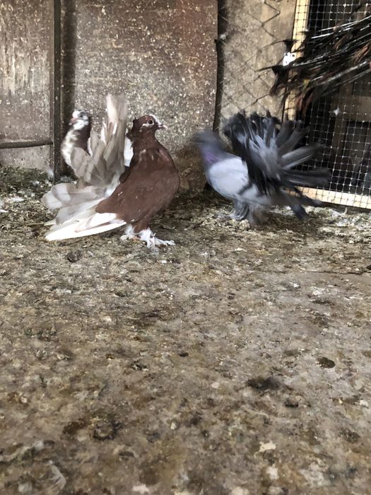 Porumbei voltati indieni