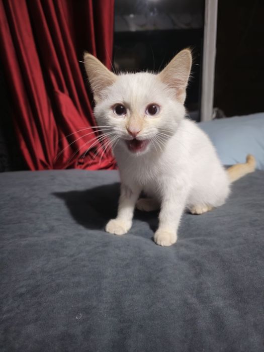 Котёнок белый мальчик в добрые руки