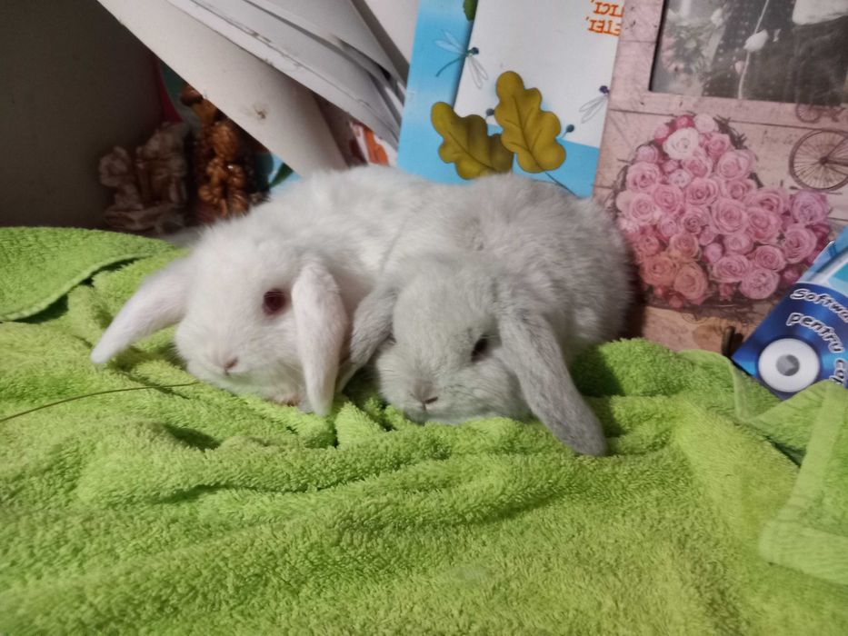 IEPURI Berbec Pitic de Companie Iepurasi Mini Toys