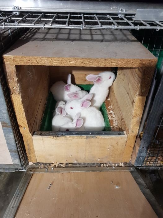 Iepuri HycoleFrancez & Alb de Pannon