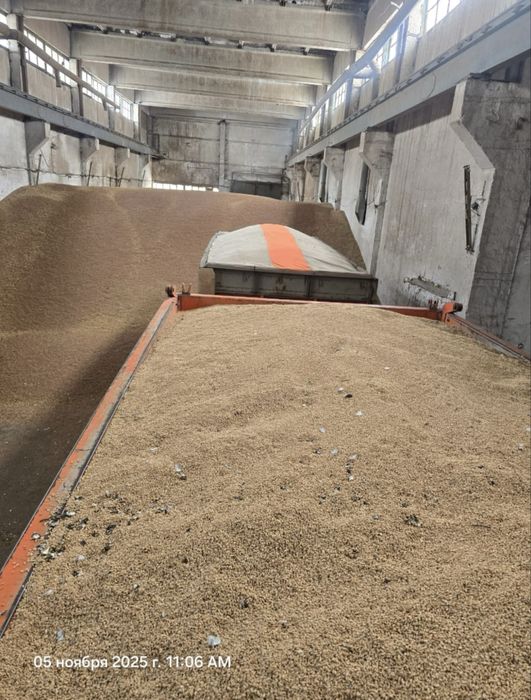 Ячмень, пшеница, овес