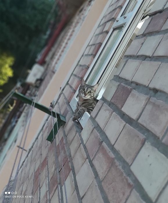 Отдам в добрые руки 2-х кошек.В связи со срочным переездом