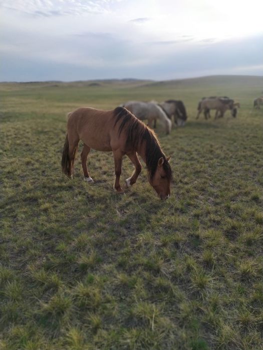 Продается Айгыр