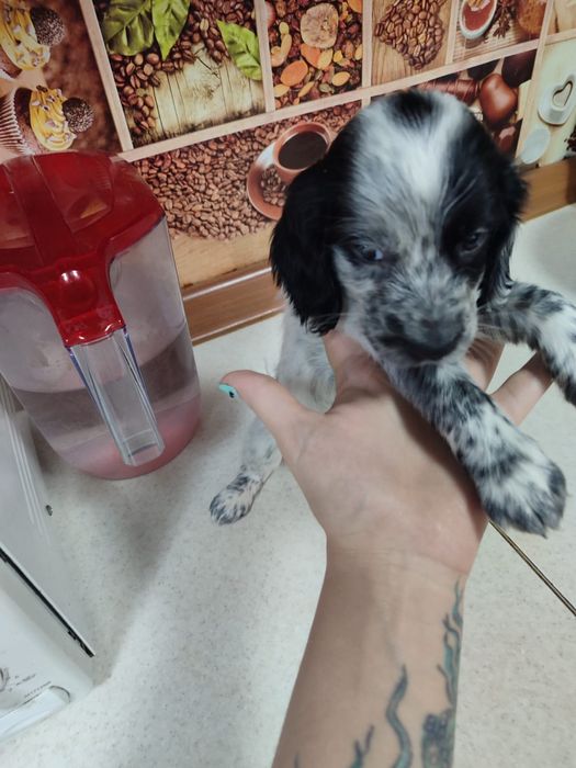 Русский спаниэль