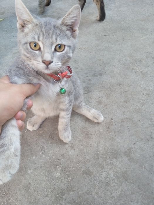 Отдам в хорошие руки