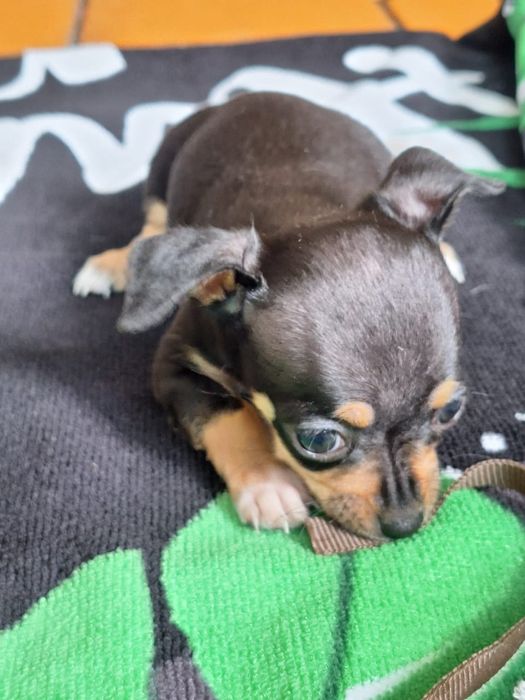 Щенки  пинчера-той